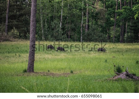 Beautiful wild pigs in the forest of the Netherlands