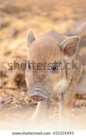 Beautiful boar baby