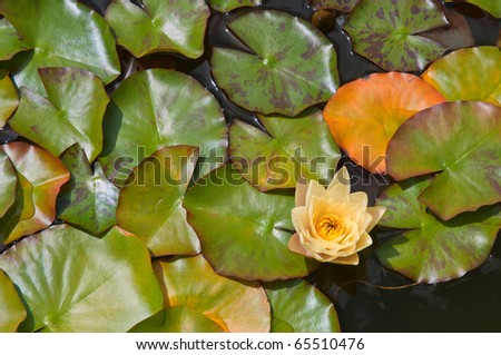 Beautiful Yellow Water Lily in a Pond In Rays Of Sun