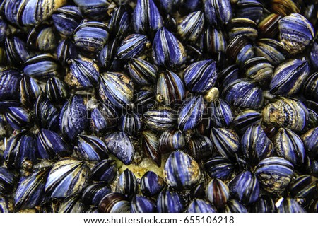 Mussels Royalty-Free Stock Photo #655106218