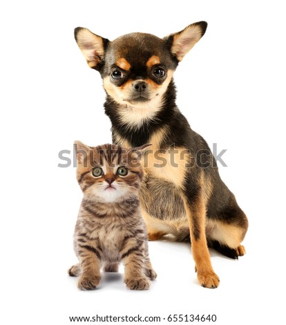 Cute kitten and puppy together on white background