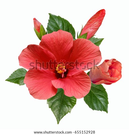 large bright flowers, buds and leaves of pink hibiscus isolated on white background.