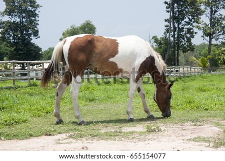 Beautiful Horse in a Green Meadow