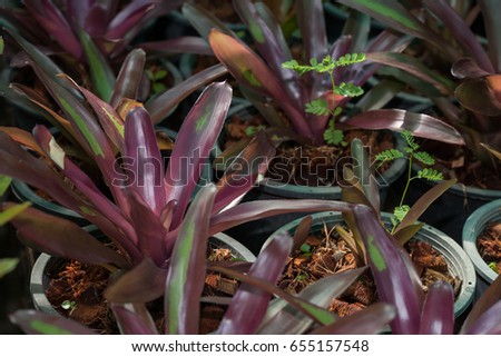 natural Urn plant ,tropical foliage in a garden