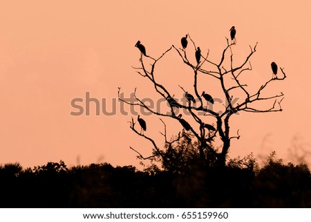 Silhouettes of birds on the tree