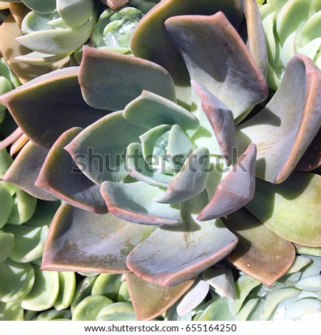 Purple, blue and green succulents with radial rosette. Echeveria. Succulents, cacti and desert garden concepts.