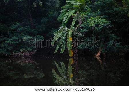 Reflection banana tree in water