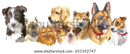 Set of colorful vector portraits of different dog breeds isolated on white background