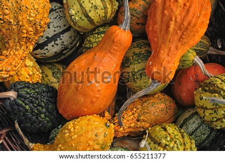 orange pumpkins background from the halloween garden