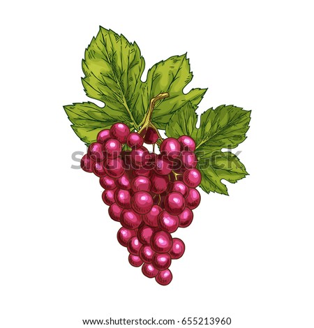 Red grape fruit sketch. Vector isolated icon of fresh grapes berries cluster. Sweet juicy grape bunch symbol for jam and juice, raisins product label or grocery store, shop and farm market design Royalty-Free Stock Photo #655213960
