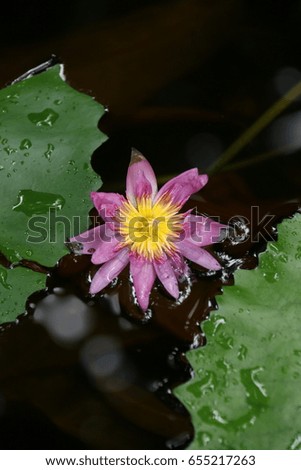 Pink lotus close up