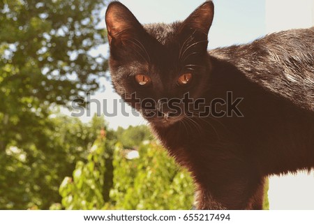 Black cat in the sun
