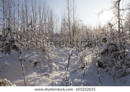  small and thin trees growing in the forest in the winter season. Photo in frosty sunny weather