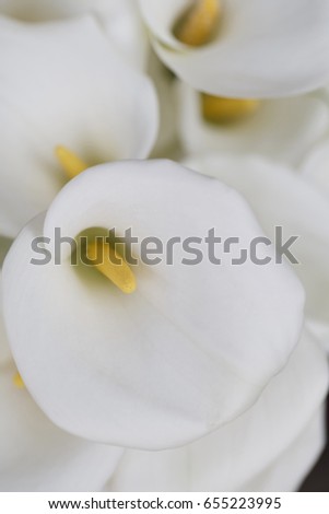 White calla flowers in spring, Colorful photo of white calla flowers with green background, Selective focus with very shallow depth of field