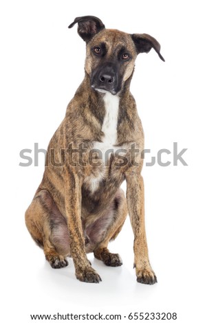 Staffordshire Terrier dog hybrid sitting on ground and looking attentively frontal