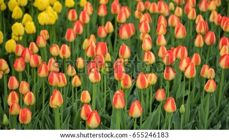 Field of flowers tulips, spring nature