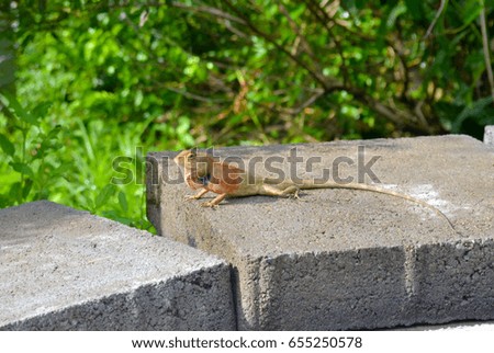 Chameleon on concrete