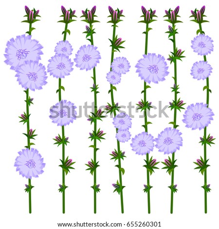 Vector flat illustration of chicory flowers on white background. Element for design.