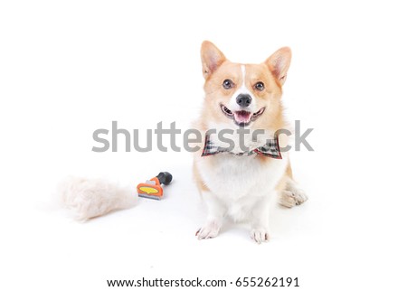 Corgi and dog clipper equipment with hair Pile on the floor  isolated on white background,animal funny picture