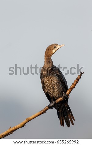 Little cormorant. The little cormorant (Microcarbo niger) is a member of the cormorant family of seabirds. Slightly smaller than the Indian cormorant it lacks a peaked head and has a shorter beak.