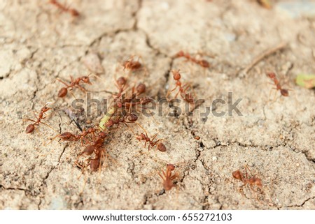 Close-up shot of Ant Carry Worm
