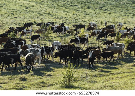 A herd of cows in a meadow, near the hills