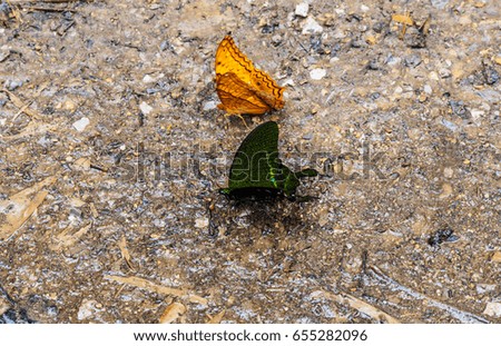 Orange and black butterflies on stone ground