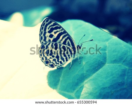 butterfly  Royalty-Free Stock Photo #655300594