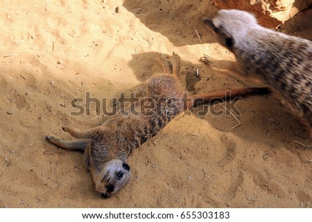 Funny animal photo of two mongoose (meerkats)