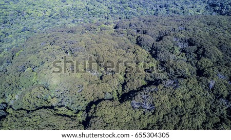 Aerial drone photo Central African Rainforest