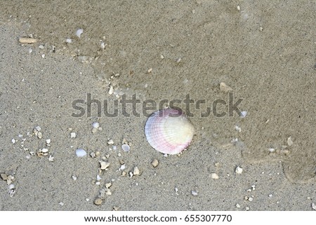A shell on a sand beach