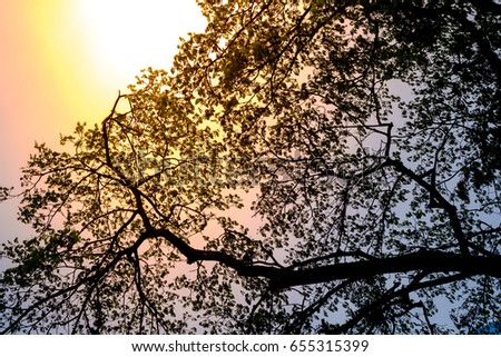 Tree And Leaves With Sky And Sunlight