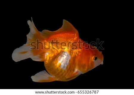 Goldfish in isolate black background.