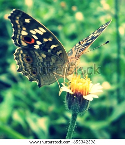 butterfly  Royalty-Free Stock Photo #655342396
