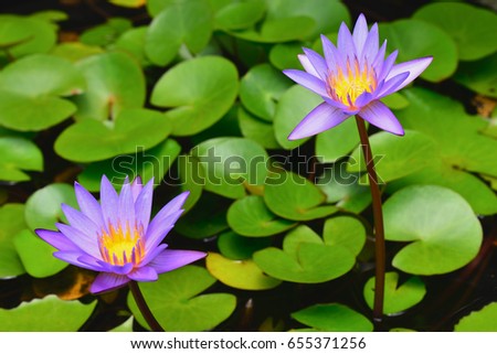 Close up beautiful lotus flowers