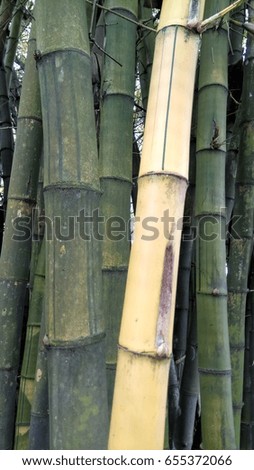 green and beautiful bamboo forest 