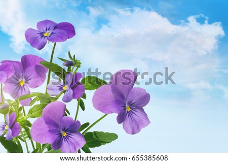 Purple violet flowers against a blue sky