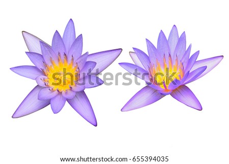 Lotus flowers on white background 