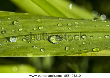 Drops of water on a wide leaf