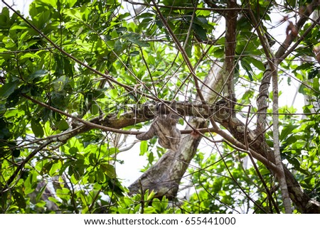 Three-toed sloth climbing on tree in Panama
