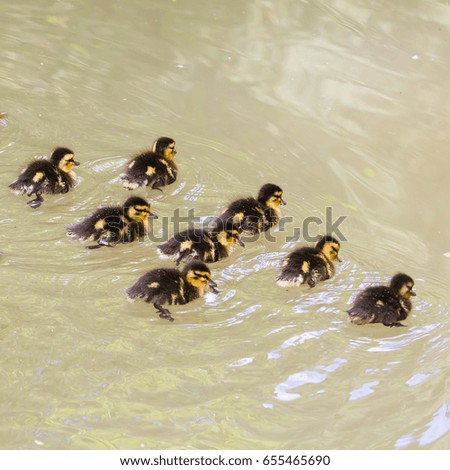 Mallard ducks, ducklings swimming