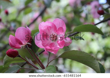 Flowering apple tree branch