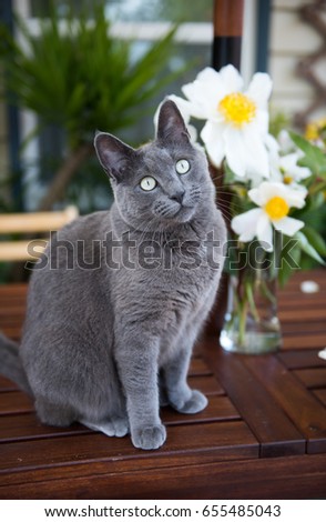 Curious Gray Cat Enjoying Outside Patio