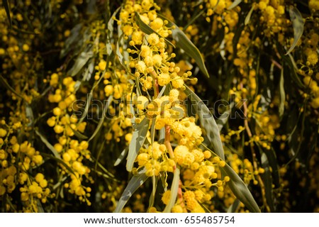 Closeup image of beautiful mimosa tree natural blooming season flowers, decorative space