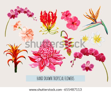 Beautiful hand drawn botanical vector illustration with tropical flowers. Isolated on white background. Royalty-Free Stock Photo #655487113