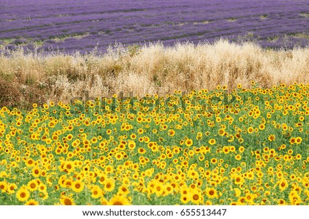 Field of sunflowers and the top of the picture a field of lavender