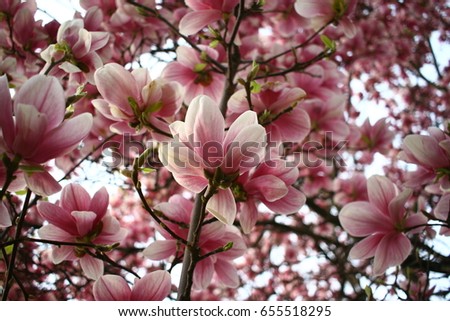 The Spirit of Spring - Blooming Magnolia