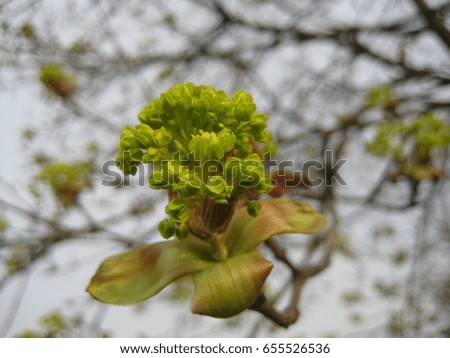 macro photo with the background of young green leaves on a tree branch during the spring flowering of nature as the source for design, advertising, print, decoration, photo shop