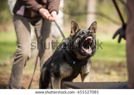 Angry working line German shepherd barking  Royalty-Free Stock Photo #655527085