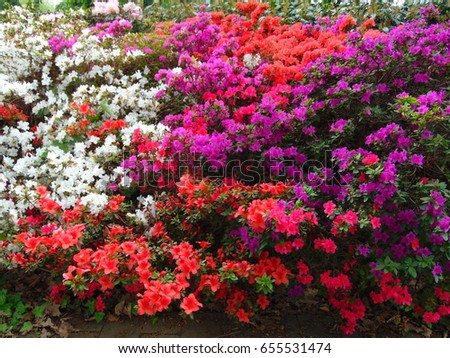 macro photo with decorative bushes, bright flowers of different colors in the landscape as the source for design, 